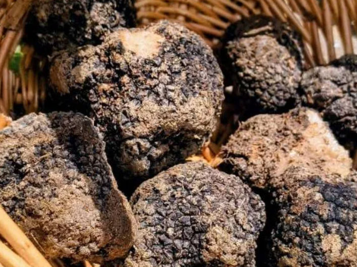5-Day Cooking, Truffle Hunting & Wine Tasting Experience in Spoleto