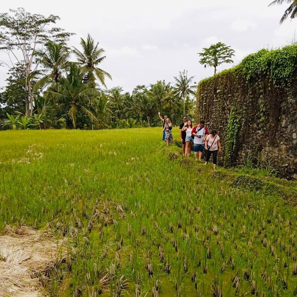 9 Dish Cooking Class + Market Tour + Rice Paddy Visit