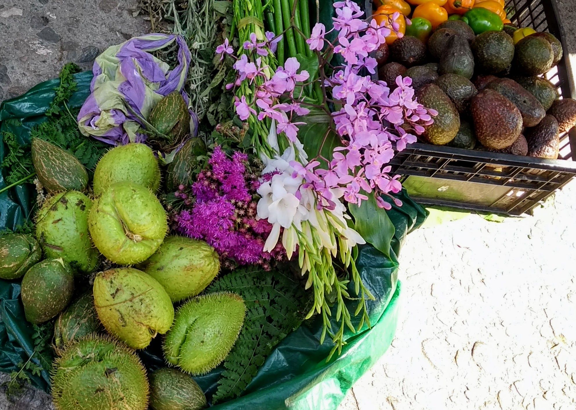 A Day of Oaxacan Plant Food Traditions with a Renowned Chef