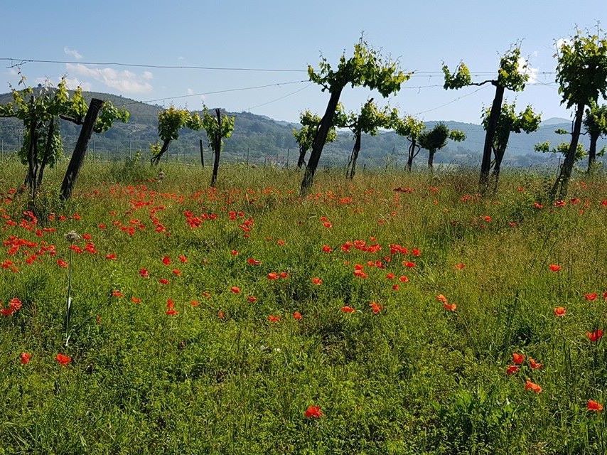 Biodynamic Wines & Organic Feast: Uncork Nature's Bounty at Stunning Vineyard
