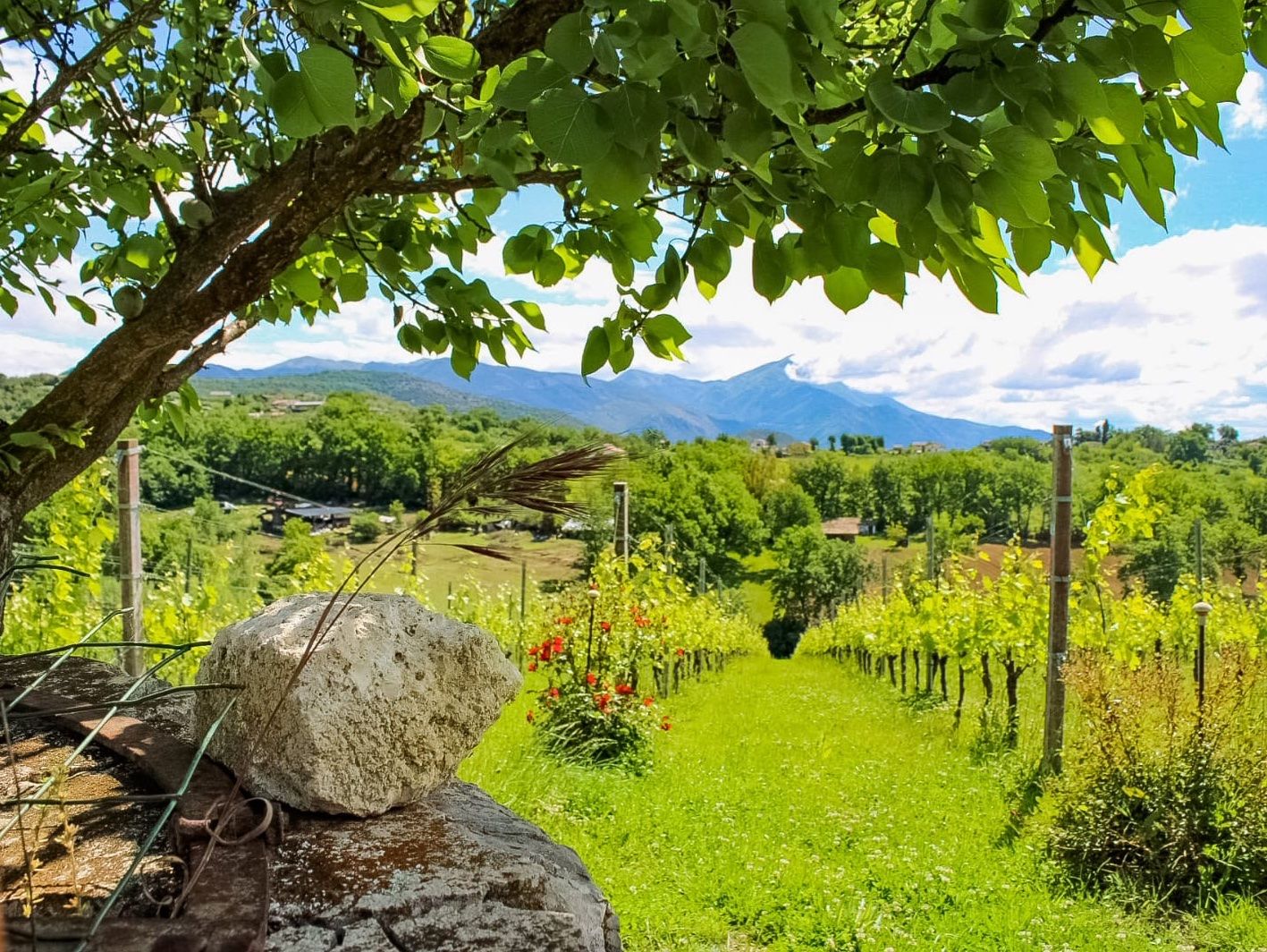 Biodynamic Wines & Organic Feast: Uncork Nature's Bounty at Stunning Vineyard