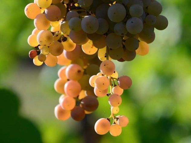 Biodynamic Wines & Organic Feast: Uncork Nature's Bounty at Stunning Vineyard