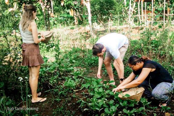 Advanced Balinese Cooking Class on Organic Farm - Morning Class