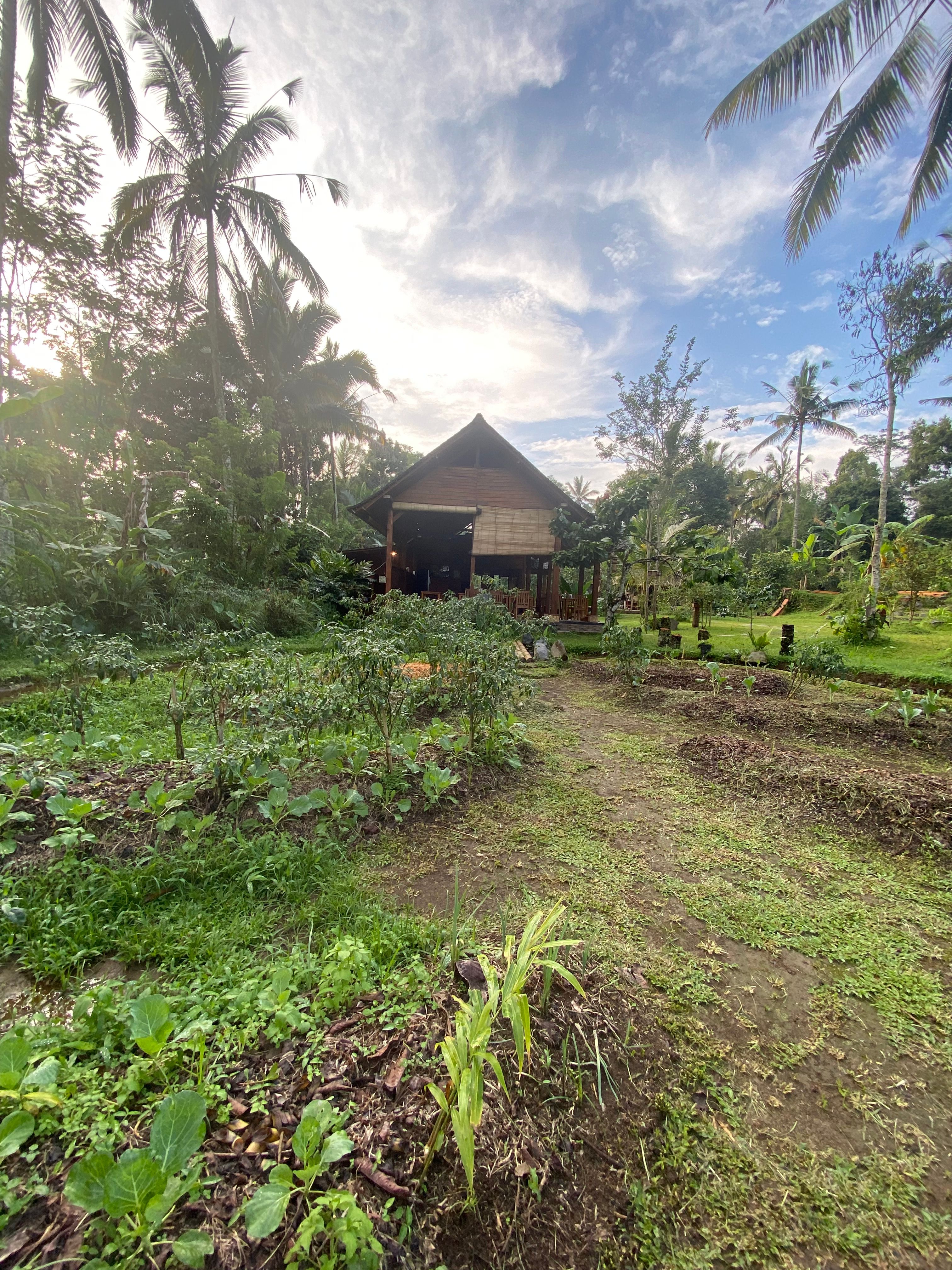 Advanced Balinese Cooking Class on Organic Farm - Morning Class
