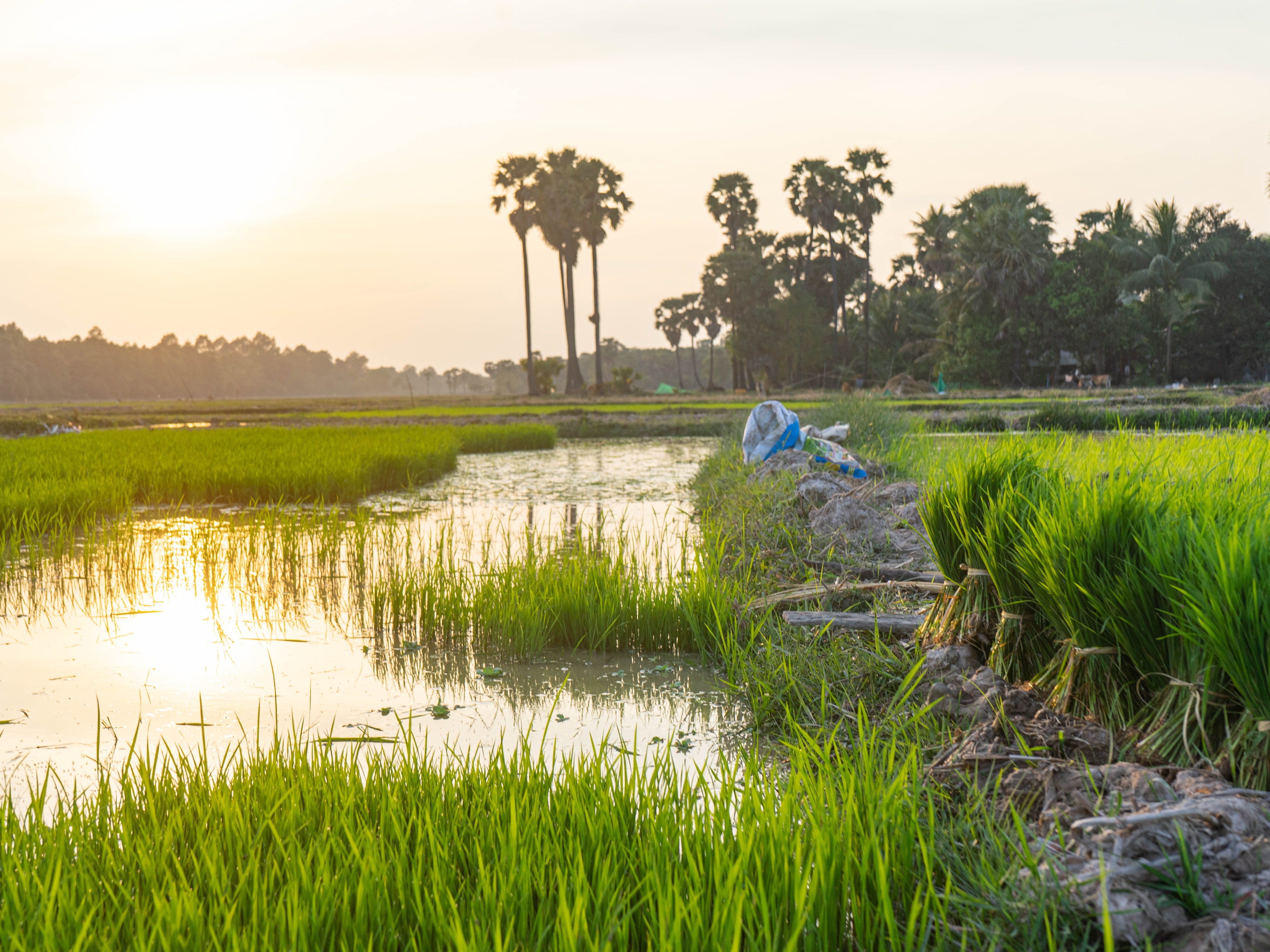 An Afternoon Farm-to-Table Khmer Cooking Experience in Siem Reap