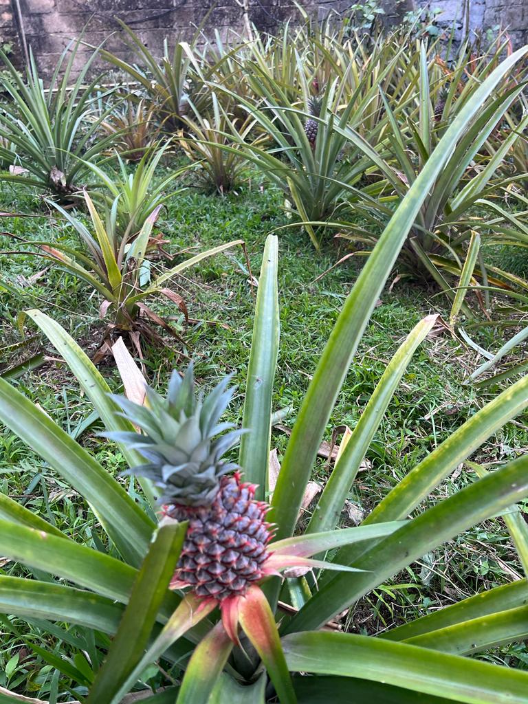 Authentic Balinese Cooking Class in Organic Farm with Market and Rice Field Tour