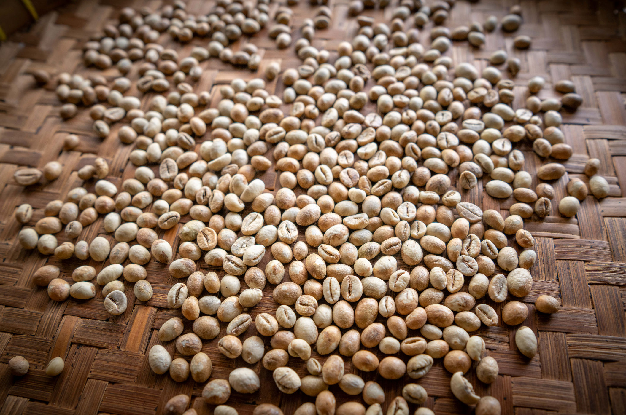 Balinese Coffee Brewing and Farm Tour with Lunch