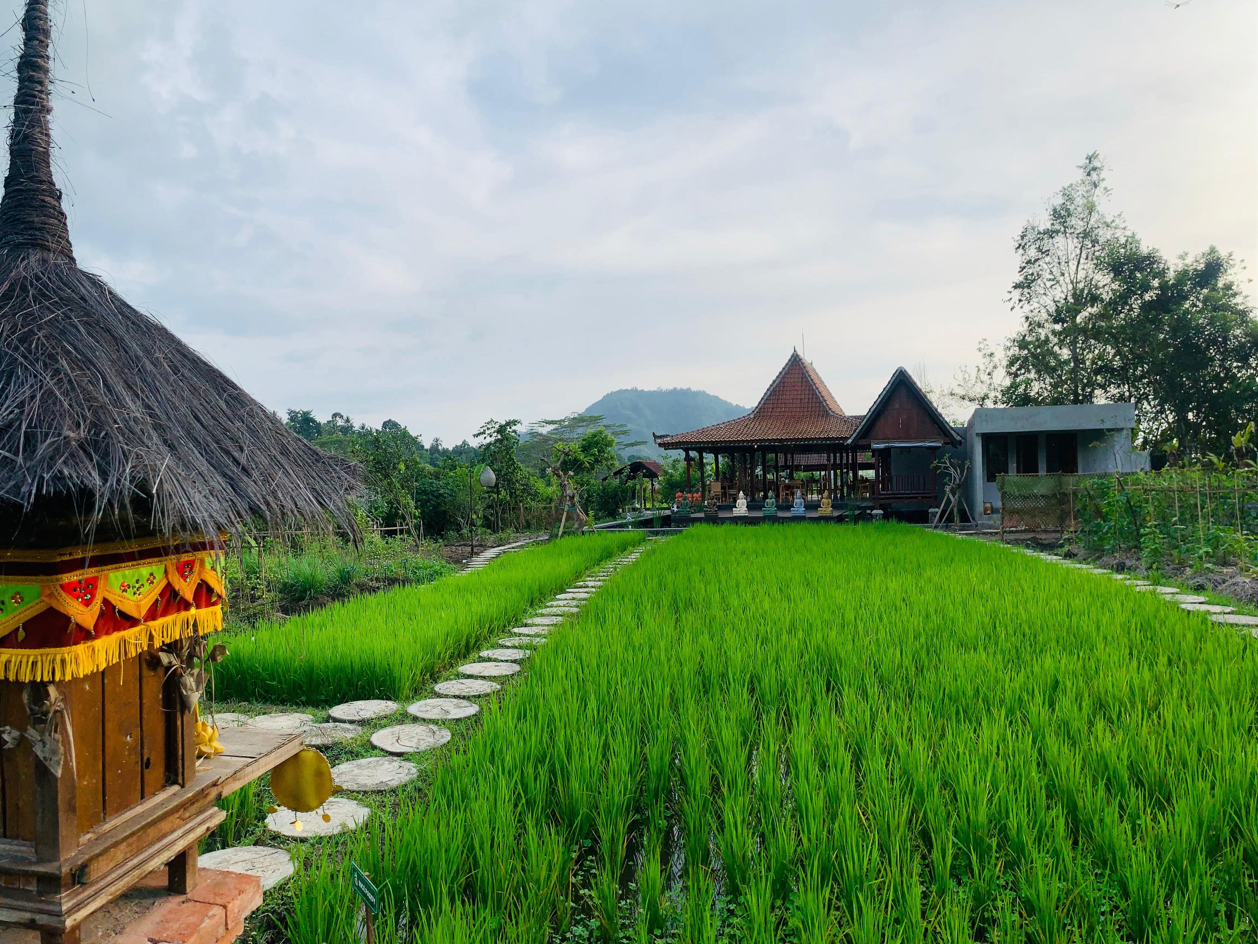 Balinese Vegan Cooking Experience with Fresh Harvesting and Garden Tour