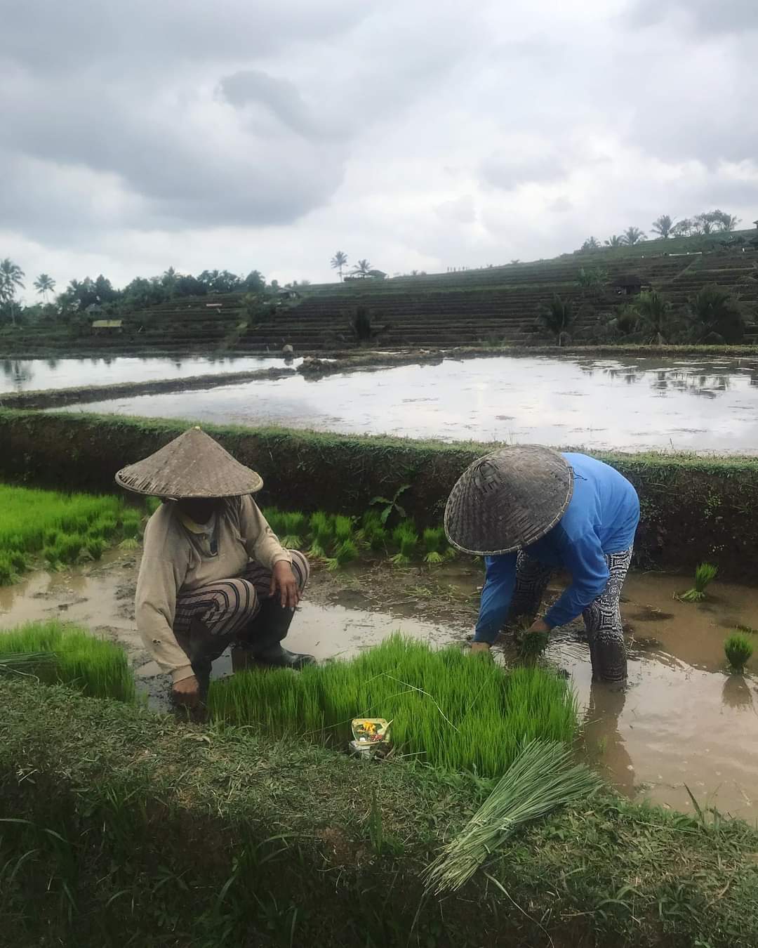 Rice Field Trekking & Cooking Class in East Bali