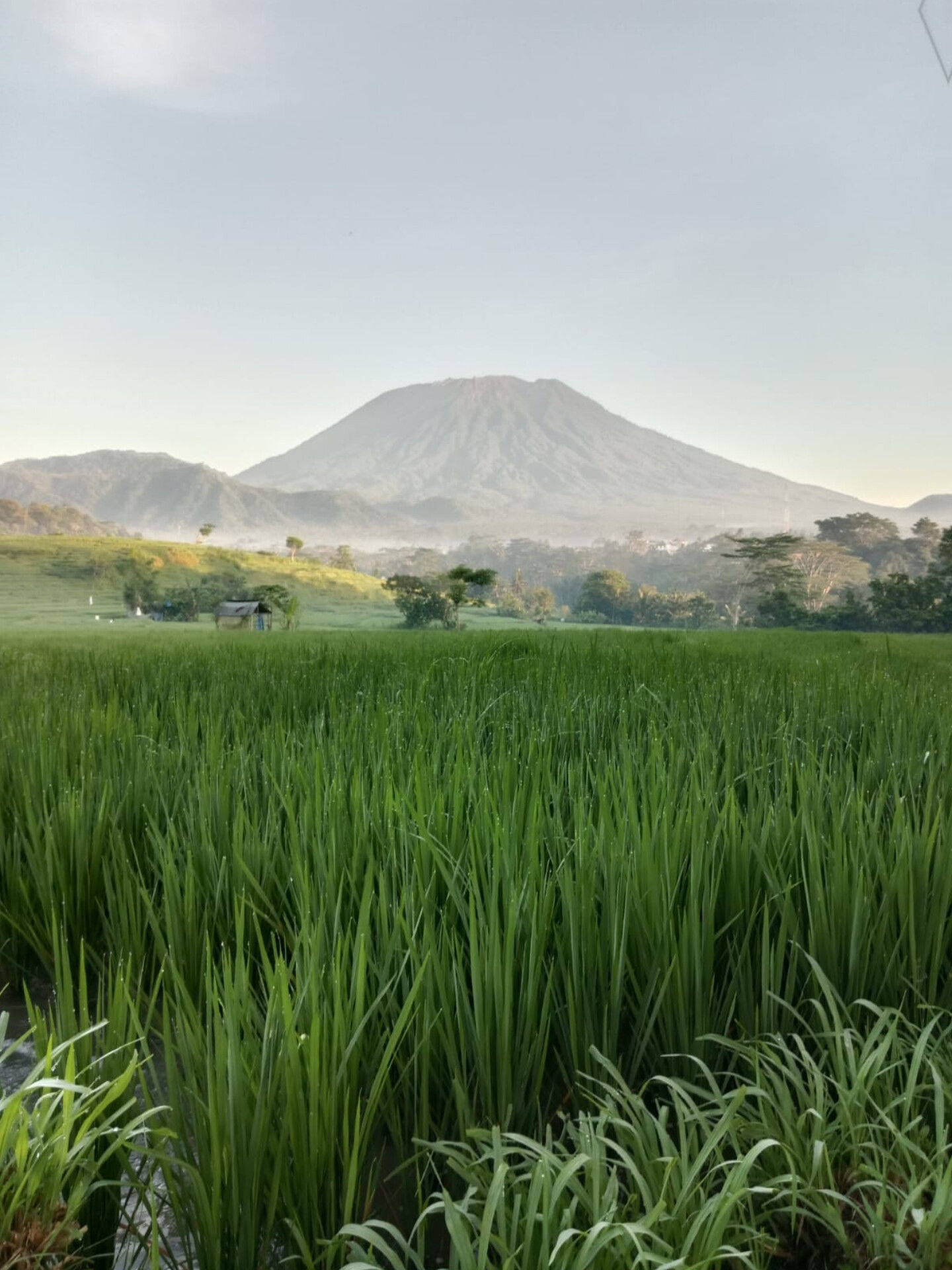 Rice Field Trekking & Cooking Class in East Bali