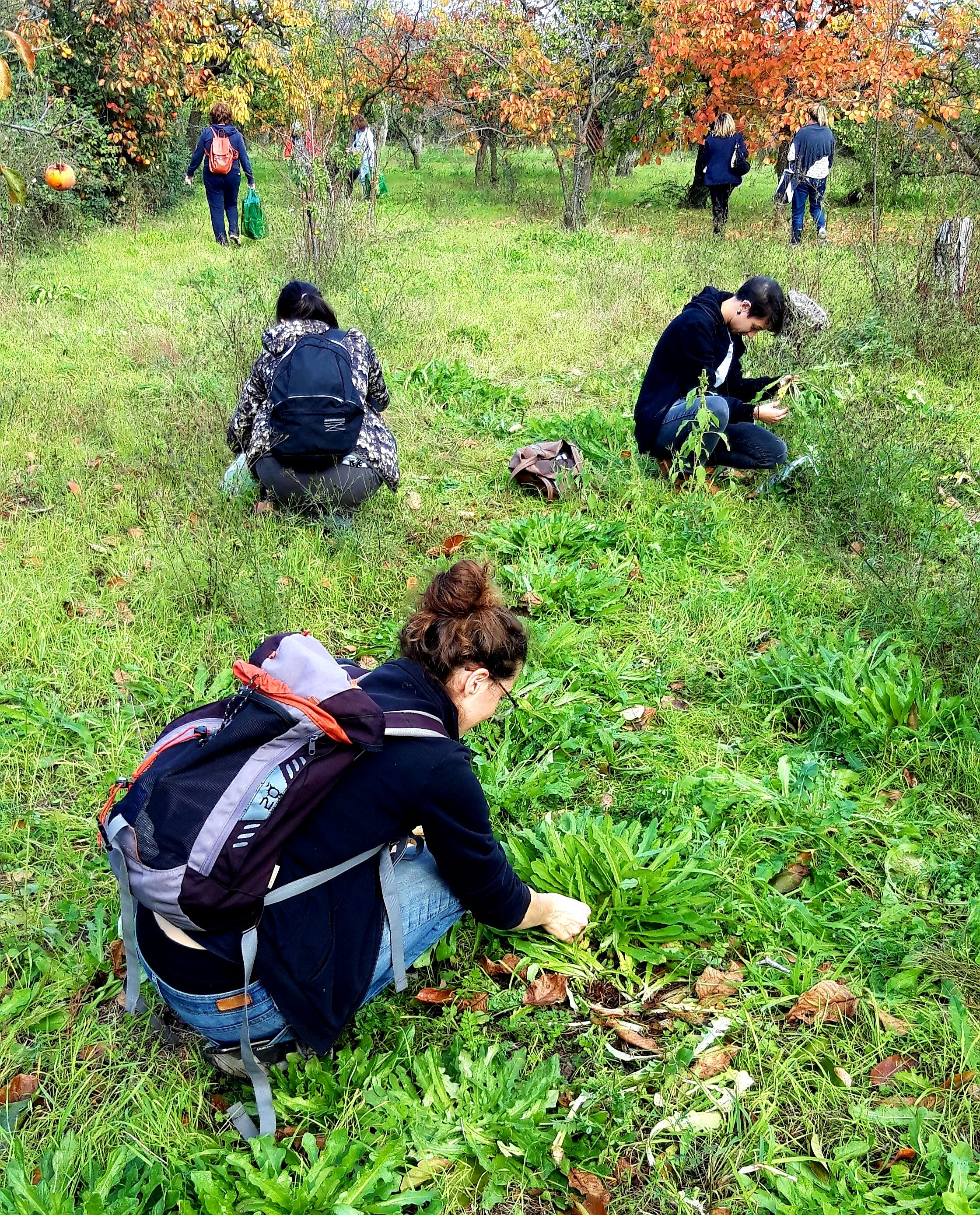 Discover Edible Wild Plants on a Botanical Walk