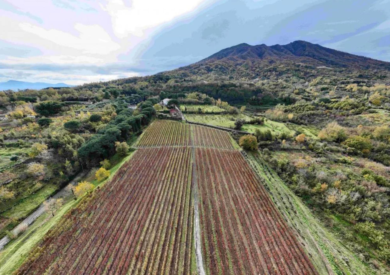 Mount Vesuvius Wine Tasting with Vineyard Views & Traditional Lunch Experience