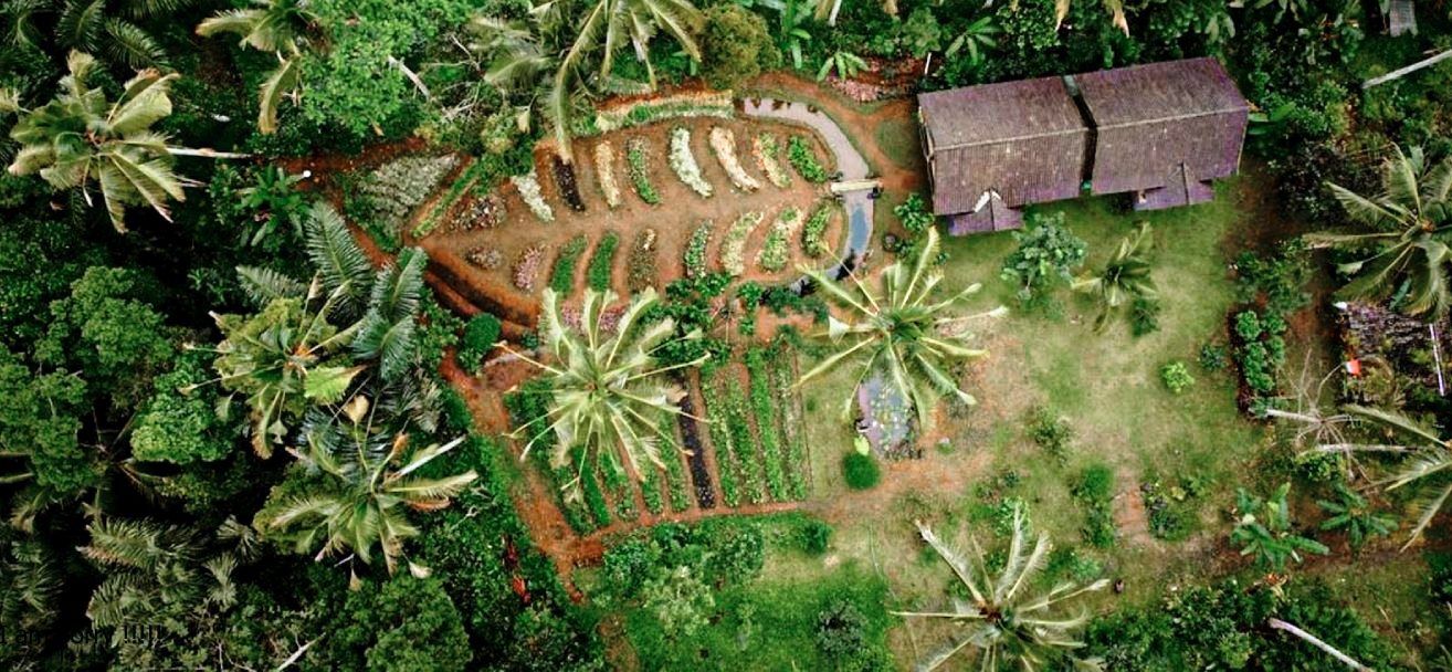 Cook with Fresh Picks from Organic Farm and visit Ubud's Market