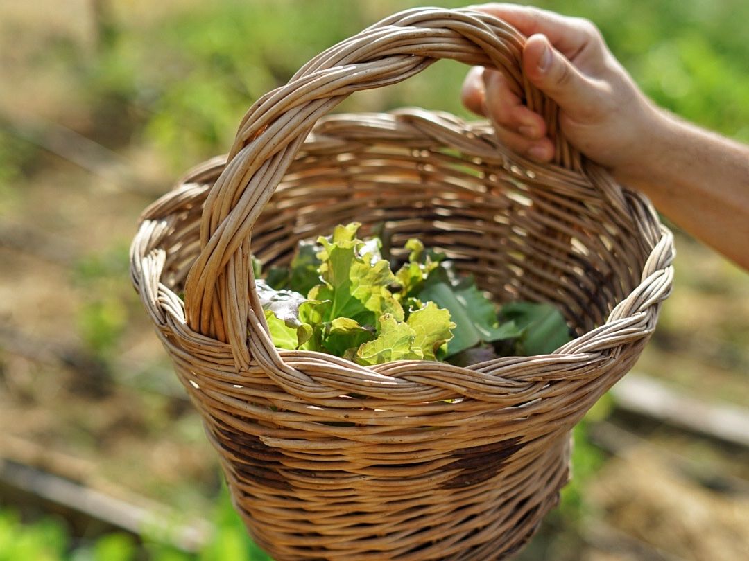Culinary Experience with Dinner and Live Opera in the Countryside