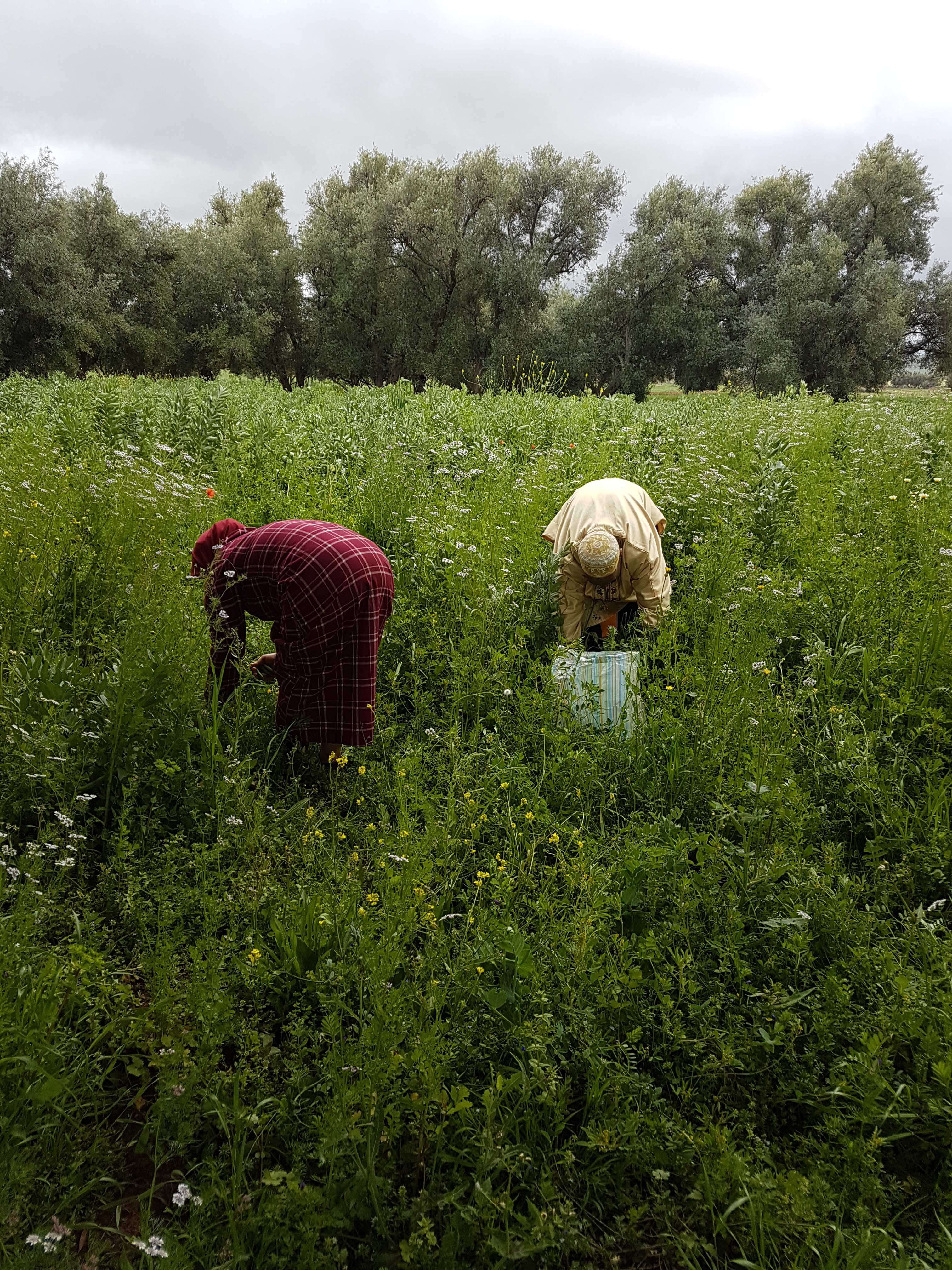 Cooking in Caid's Hidden Palace - 2 Hours from Marrakech