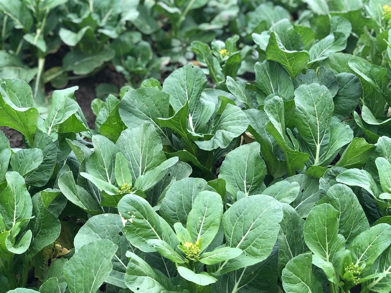 有機食材廚藝課程（附傳統市場導覽）