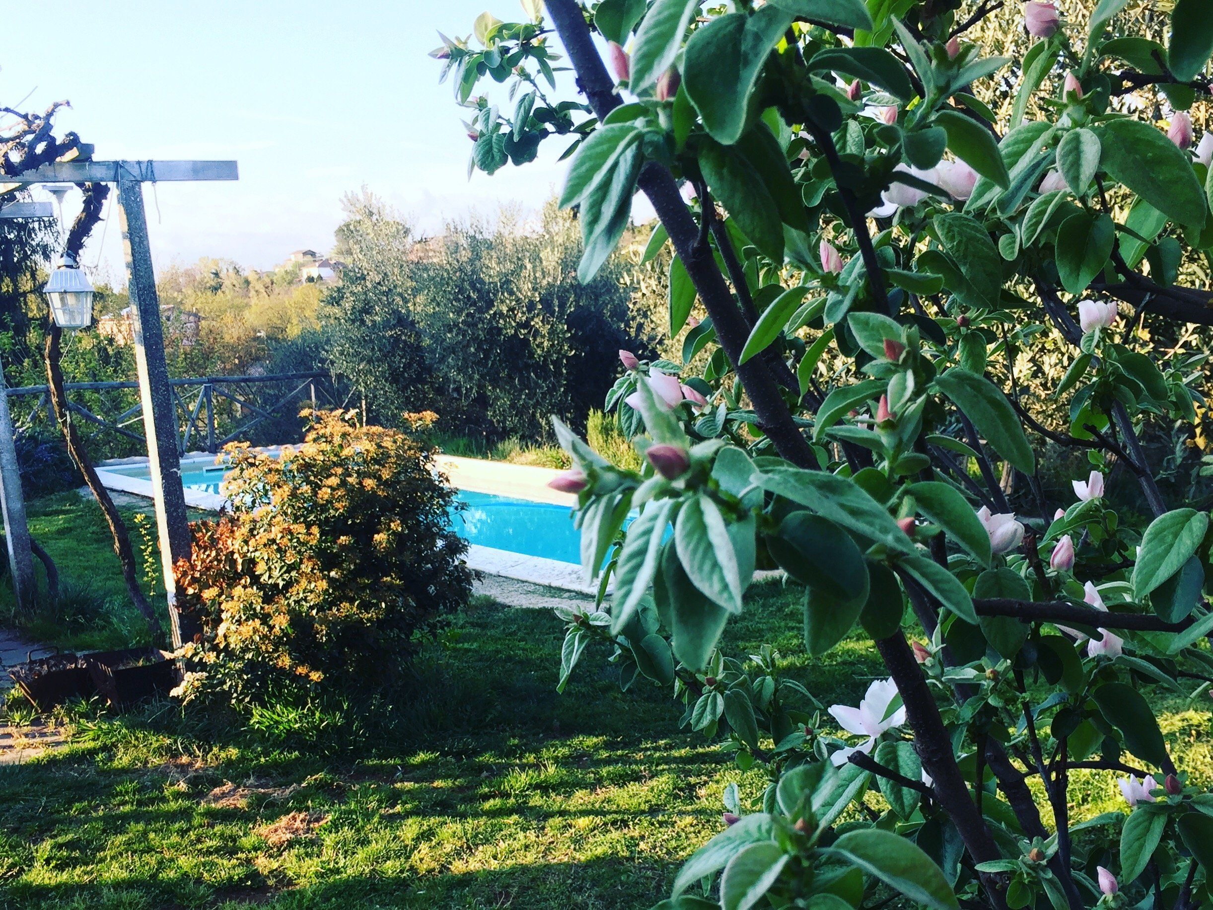 Cooking With Wild Herbs In The Countryside of Rome