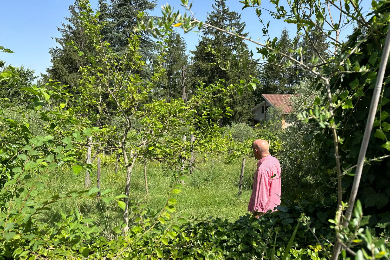 Cooking With Wild Herbs In The Countryside of Rome - Private Class