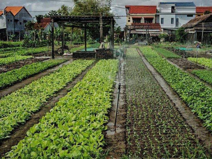 Countryside Bike Tour and Basket Boat Experience with Vietnamese Culinary Class