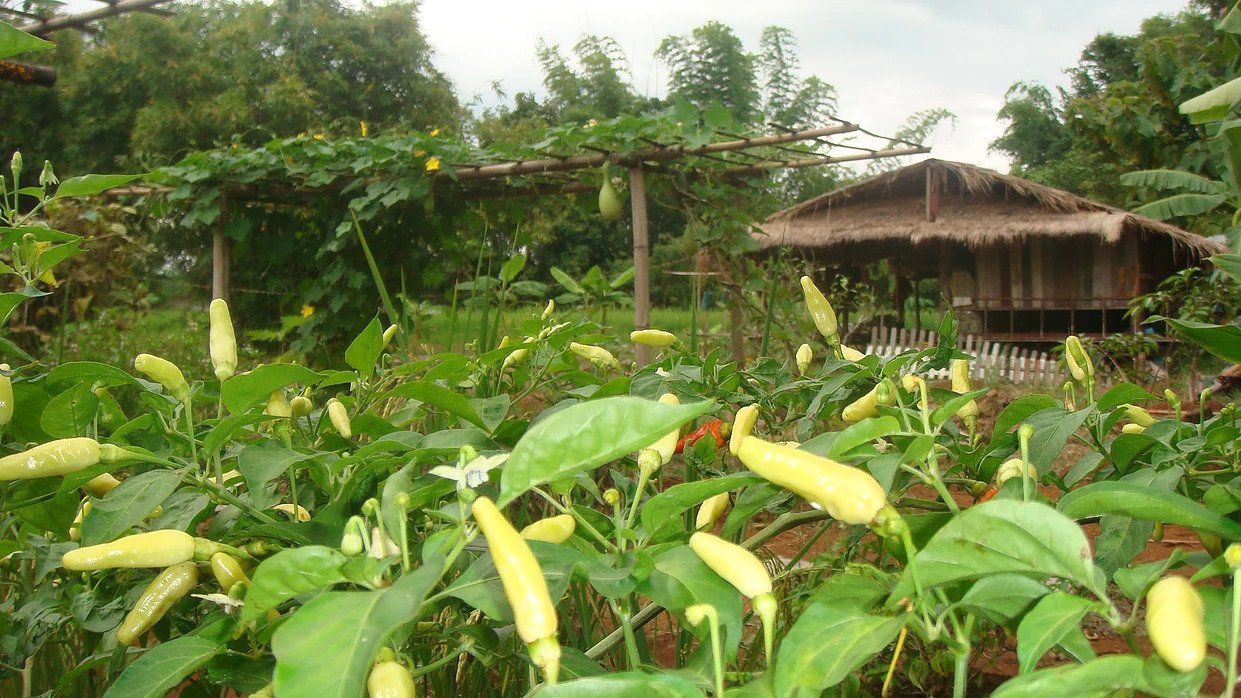 Da S Organic Farm Hut Thai Cooking School Da S Organic Farm Hut