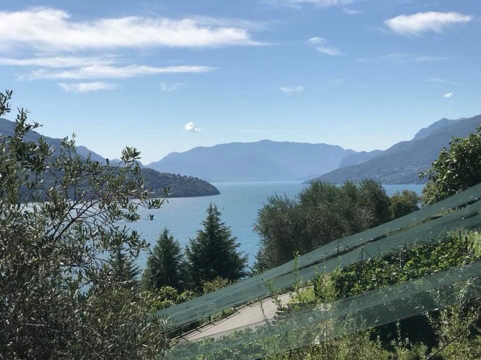 Wine Tour and Tasting Experience at Como Lake Winery in Domaso