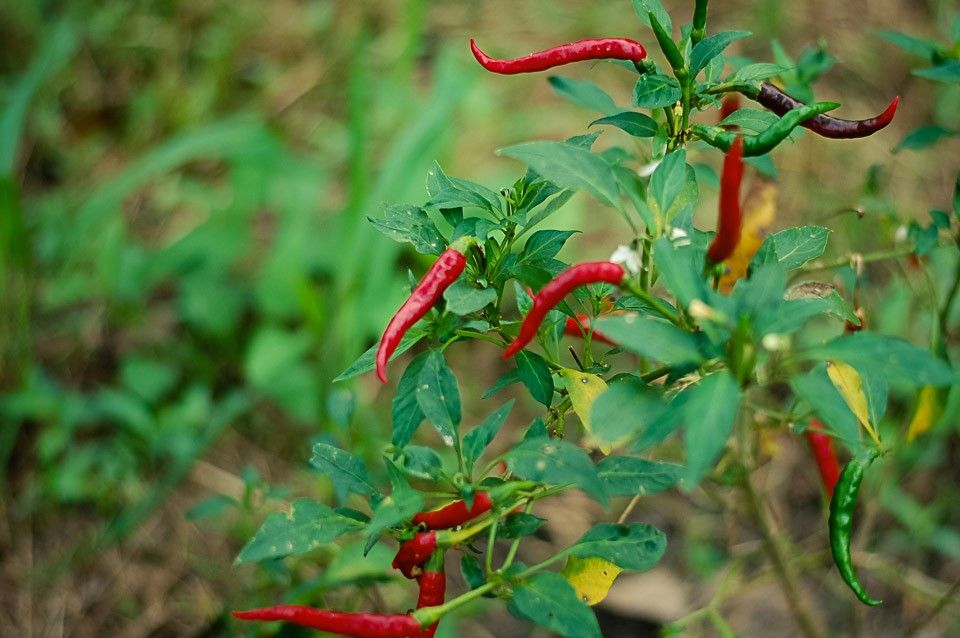 Authentic Thai Cooking in a Garden with Easy and Simple Recipe