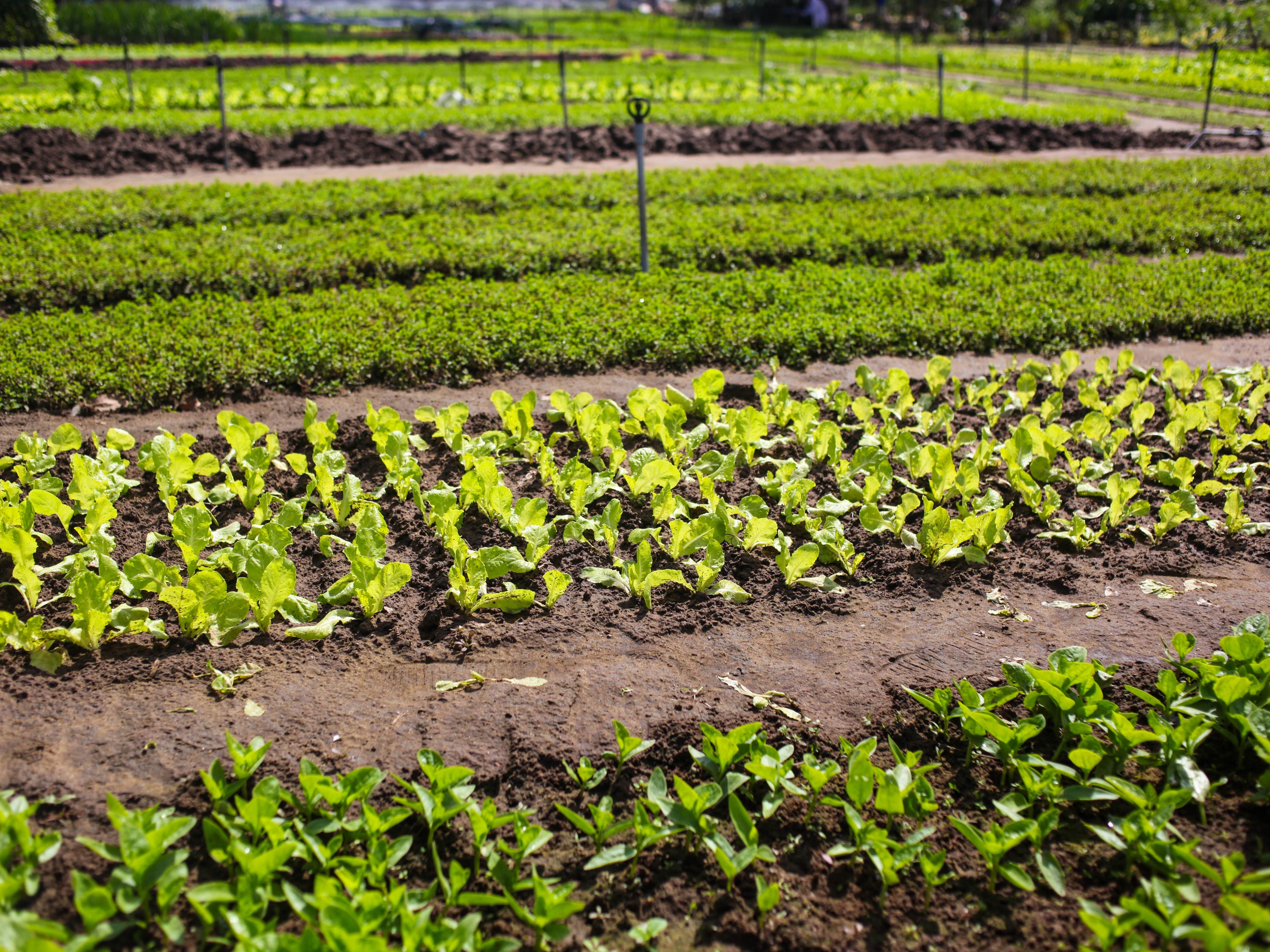 Vietnamese Cooking Class with Market Tour & Farming Experience