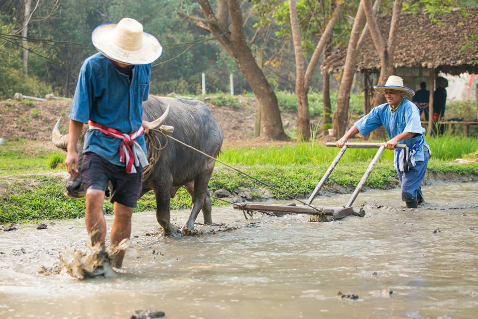 Adventurous, Delicious, Ecological & Cultural: The Full Karen Eco Lodge Experience (3 Days 2 Nights)
