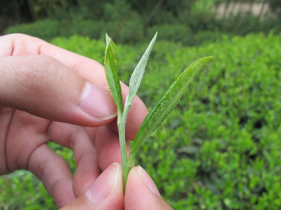 MingCha Tea House Experience The Art of Tea Tasting Book Online Cookly