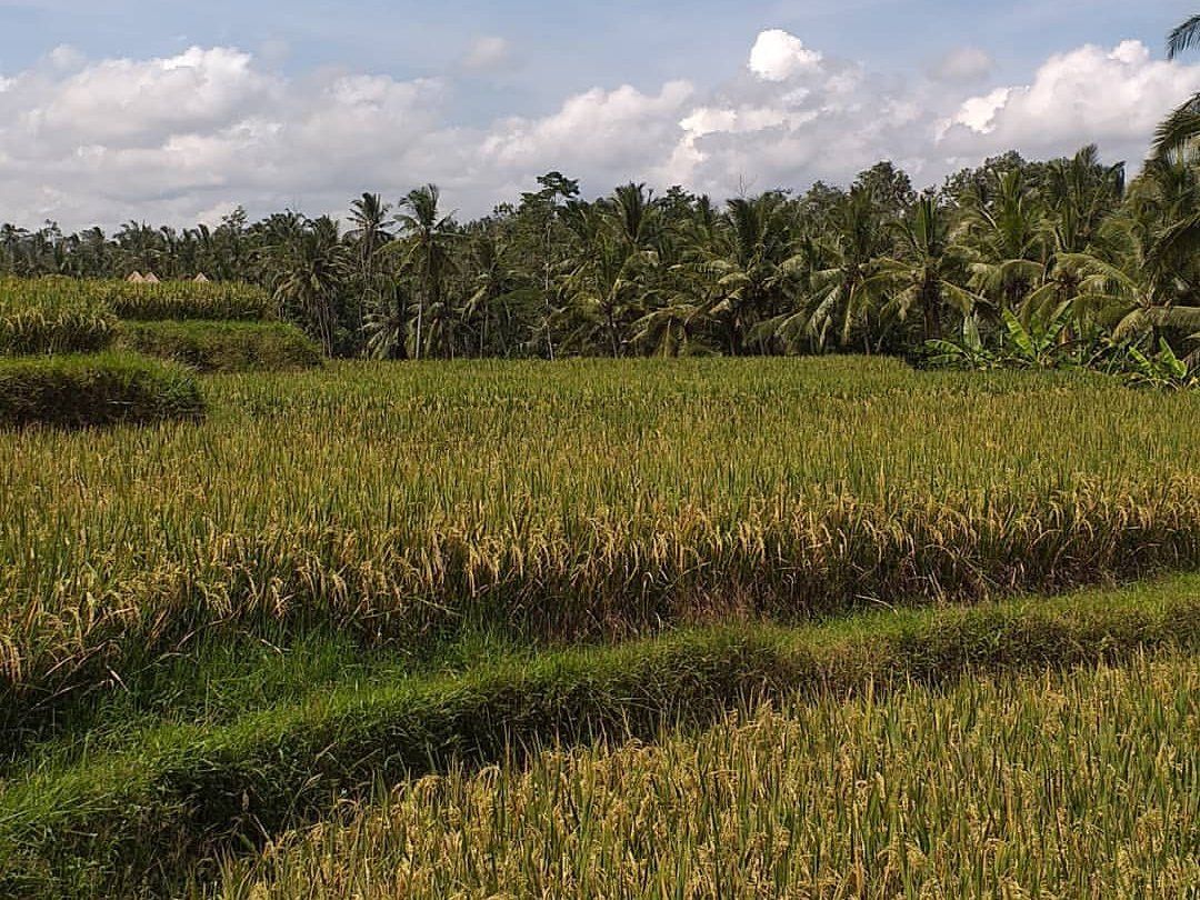 Experience The Beauty Of Bali Nature with Traditional Cooking Class and Market Tour