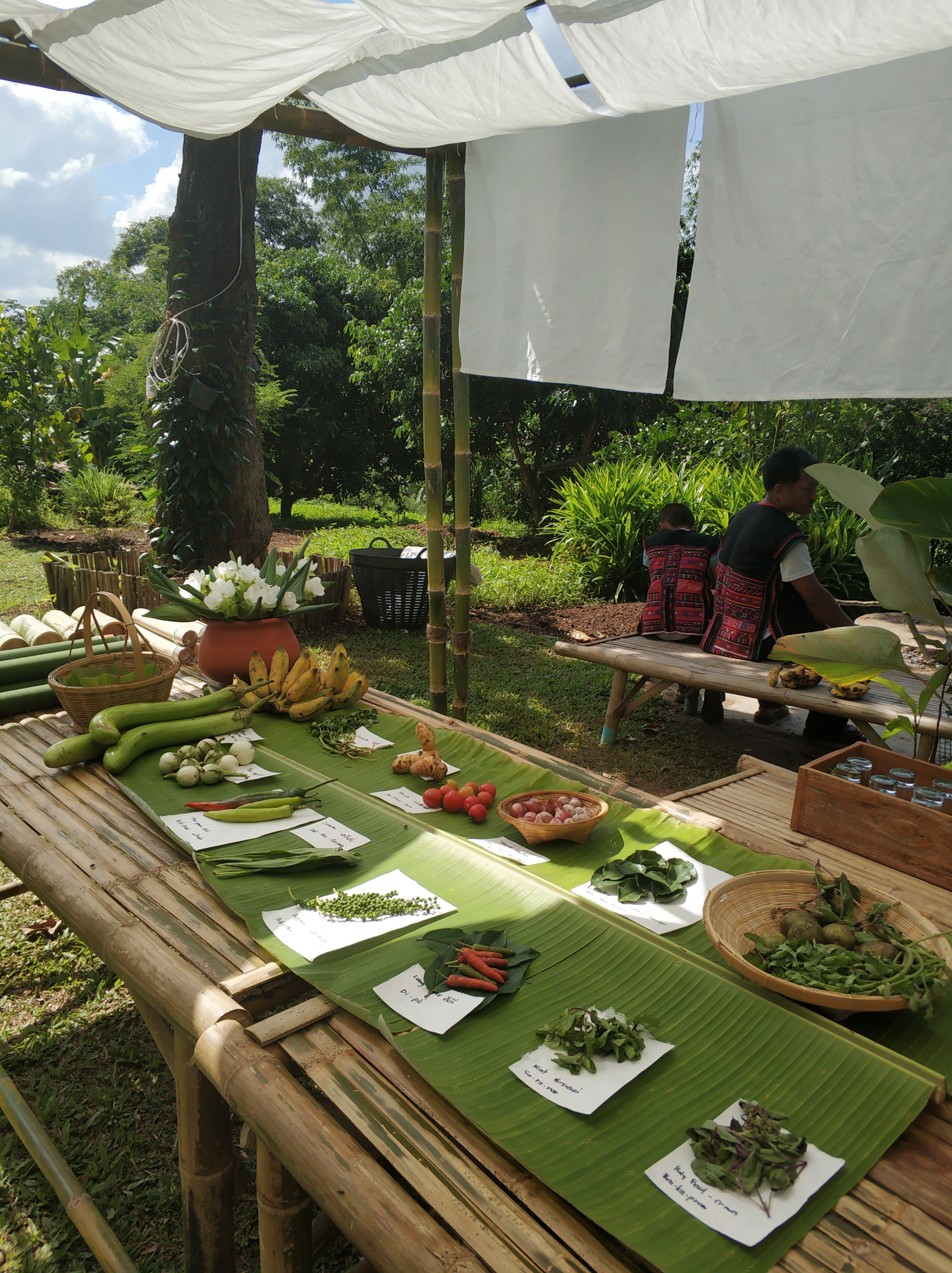 Farm to Table: Cooking at Organic Farm in Chiang Mai Forest