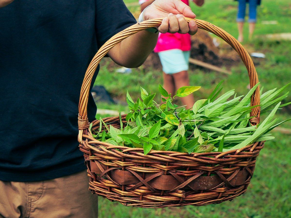 Half-day Organic Farm Cooking Experience in Chiang Mai