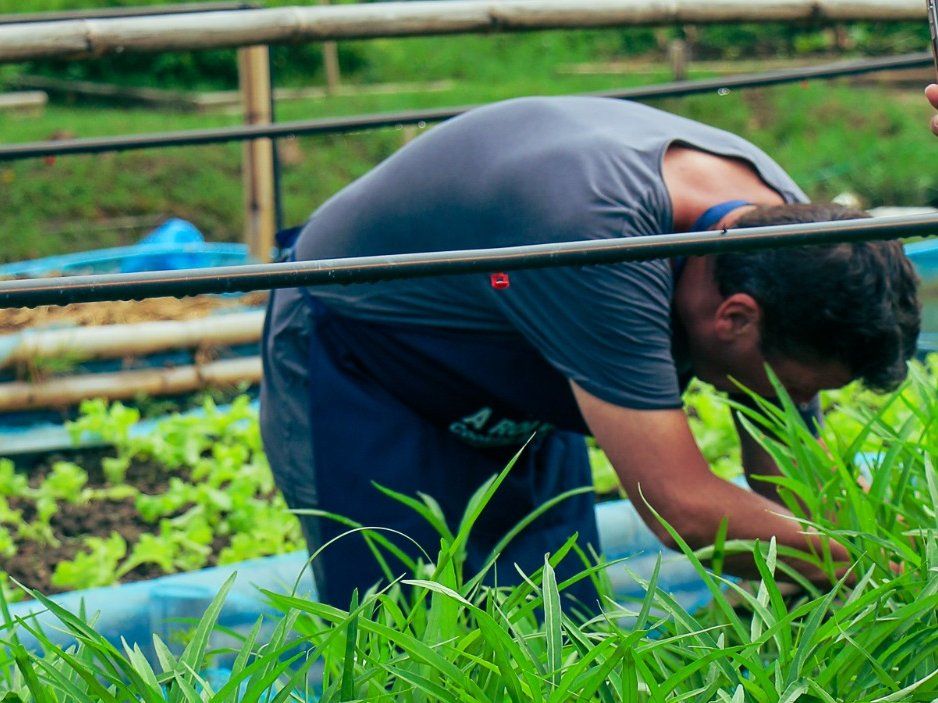 Half-day Organic Farm Cooking Experience in Chiang Mai