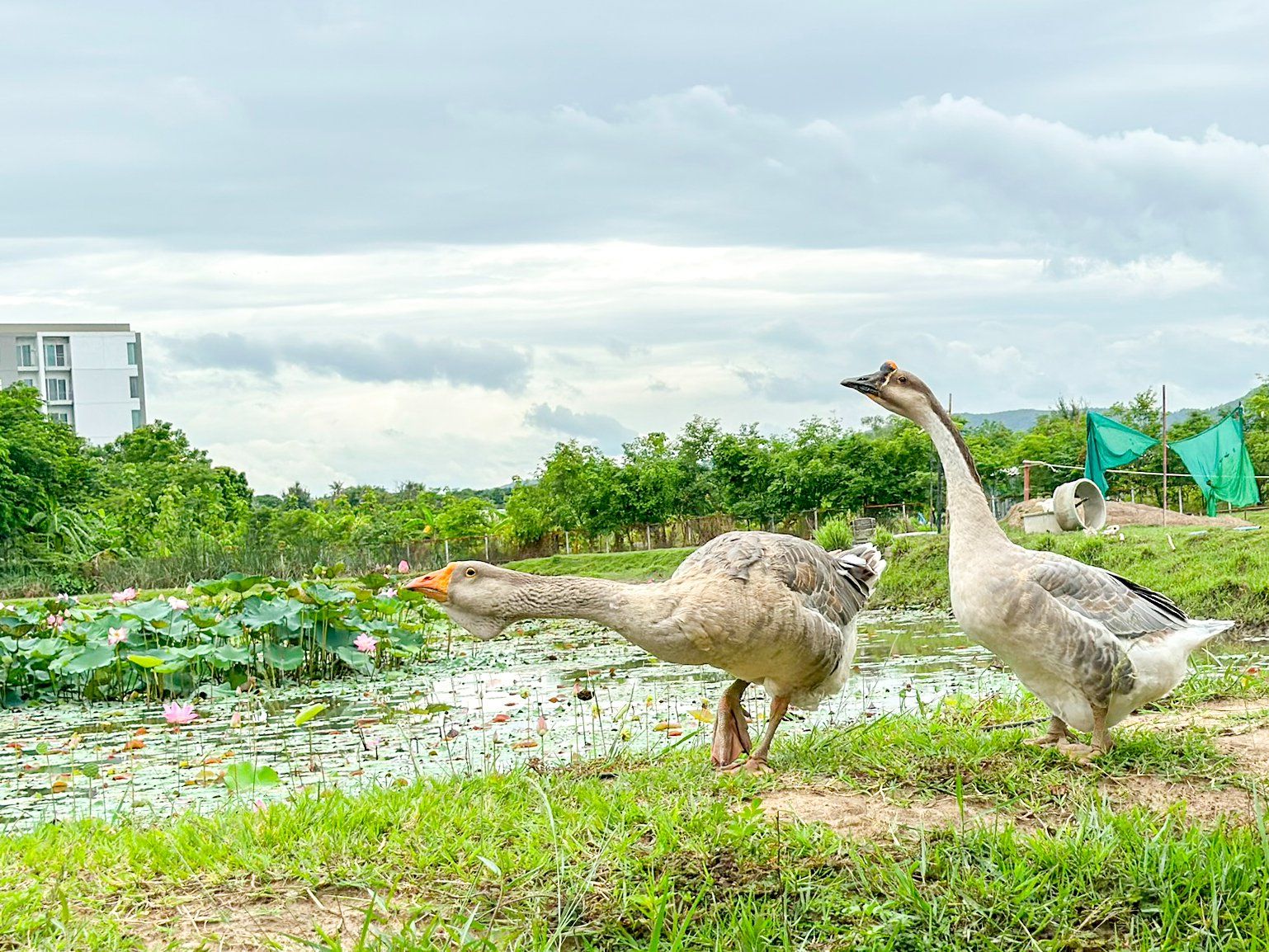Half-day Organic Farm Cooking Experience in Chiang Mai