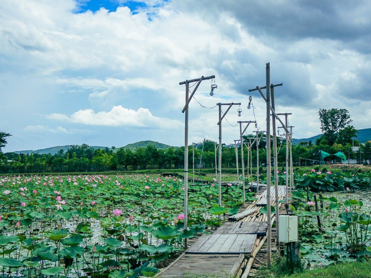 Half-day Organic Farm Cooking Experience in Chiang Mai