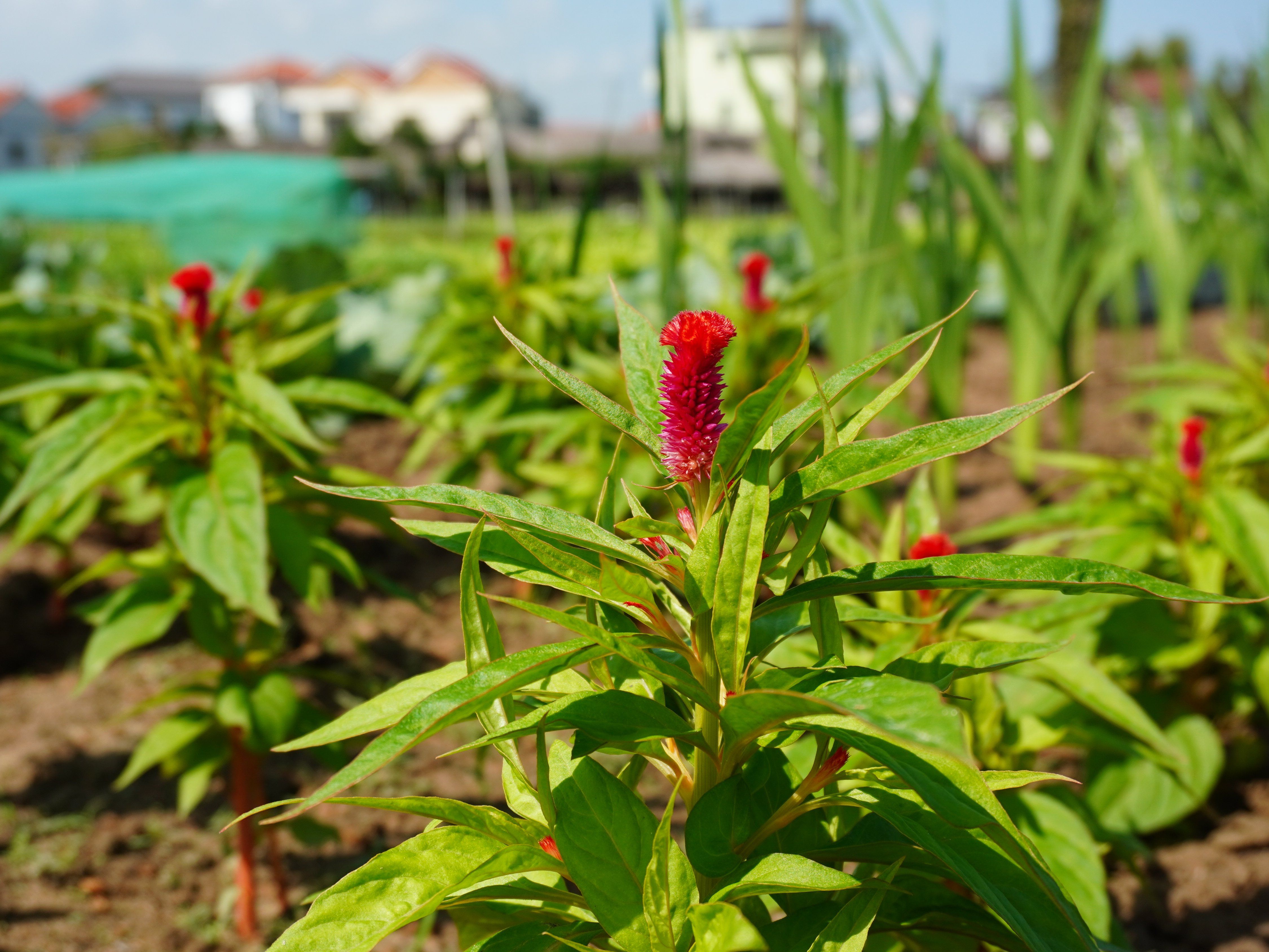 Farming and Cooking Experience in Tra Que Herb Village