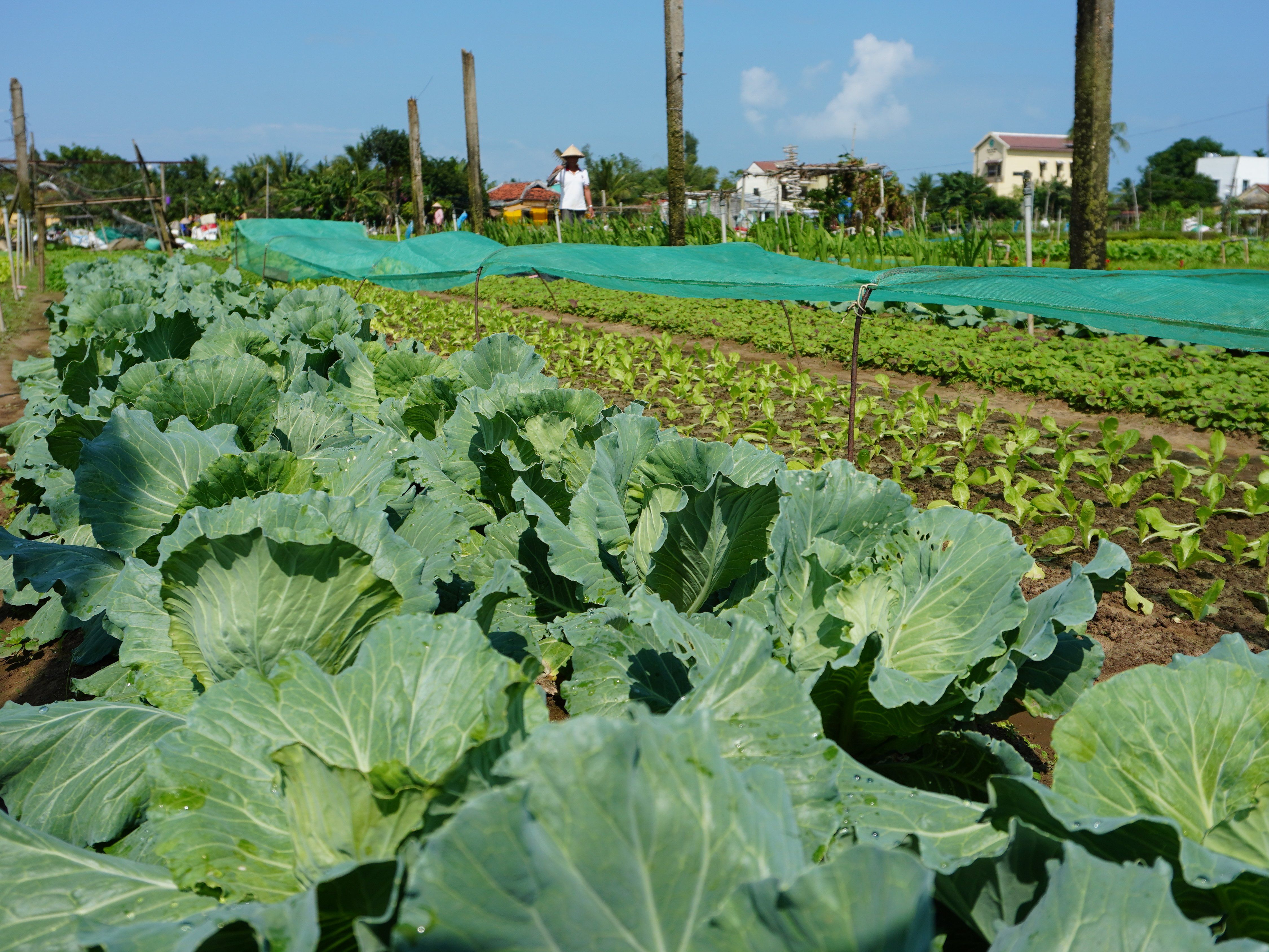 Farming and Cooking Experience in Tra Que Herb Village
