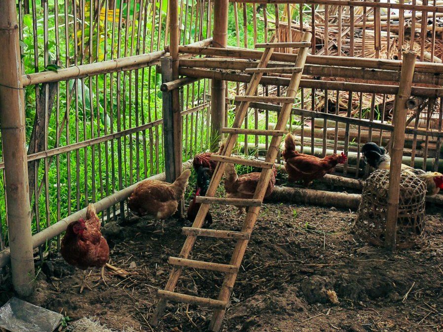Fresh Organic Ingredients Cooking Thai Dish in Lovely Organic Farm Chiangmai