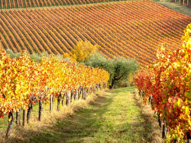 Winery Tour and Wine Tasting in Bologna