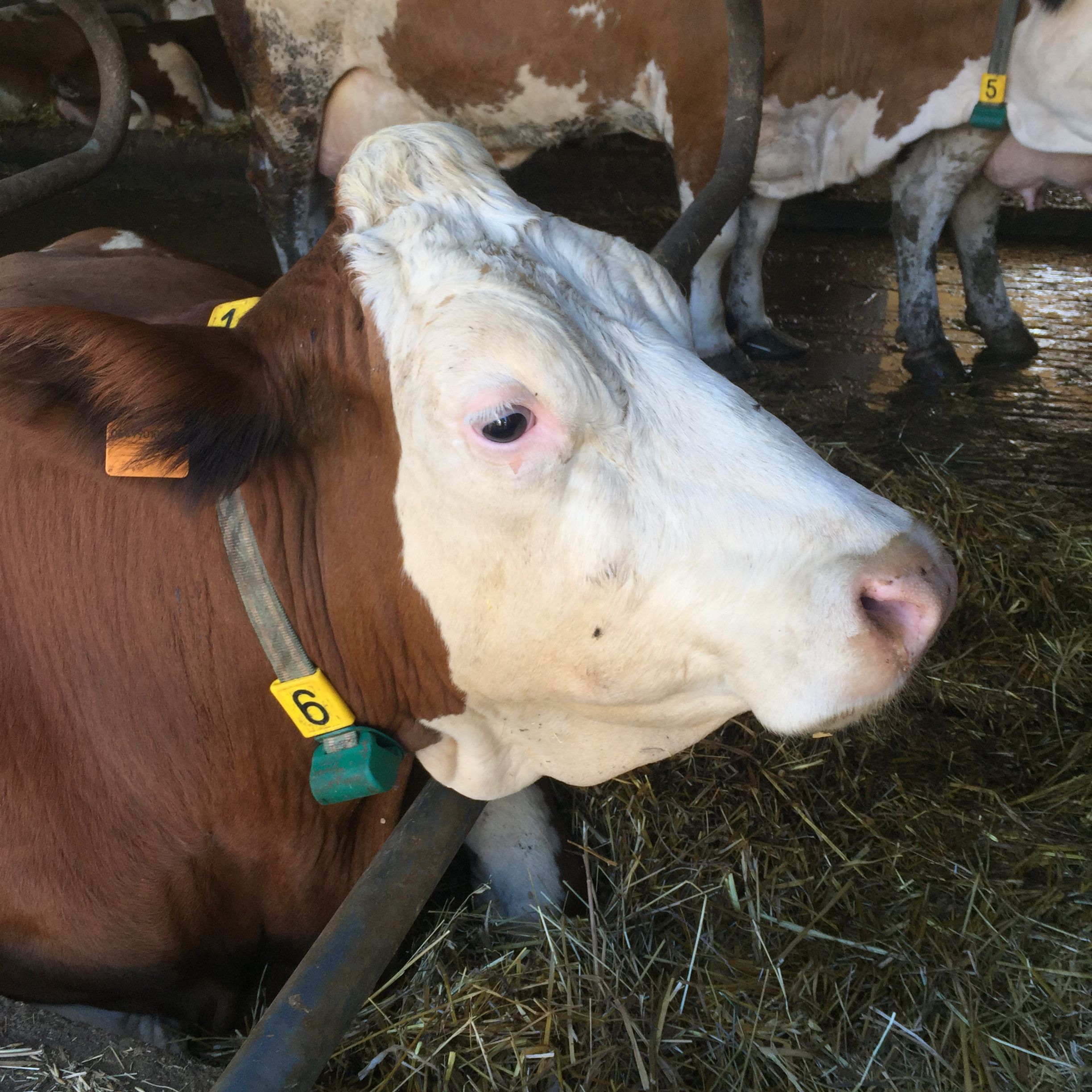 From Grass to Cheese Farm Tour, Cheese Making Workshop and Tasting - Private Class