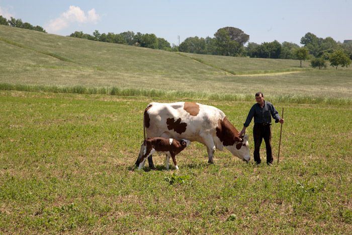 From Grass to Cheese Farm Tour, Cheese Making Workshop and Tasting - Private Class
