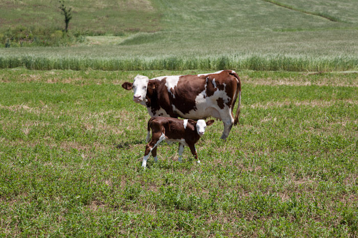 From Grass to Cheese Farm Tour, Cheese Making Workshop and Tasting - Private Class
