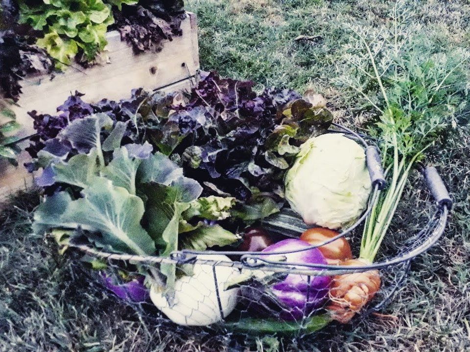 Tuscan Market-to-Table Cooking Experience & Wine Tasting