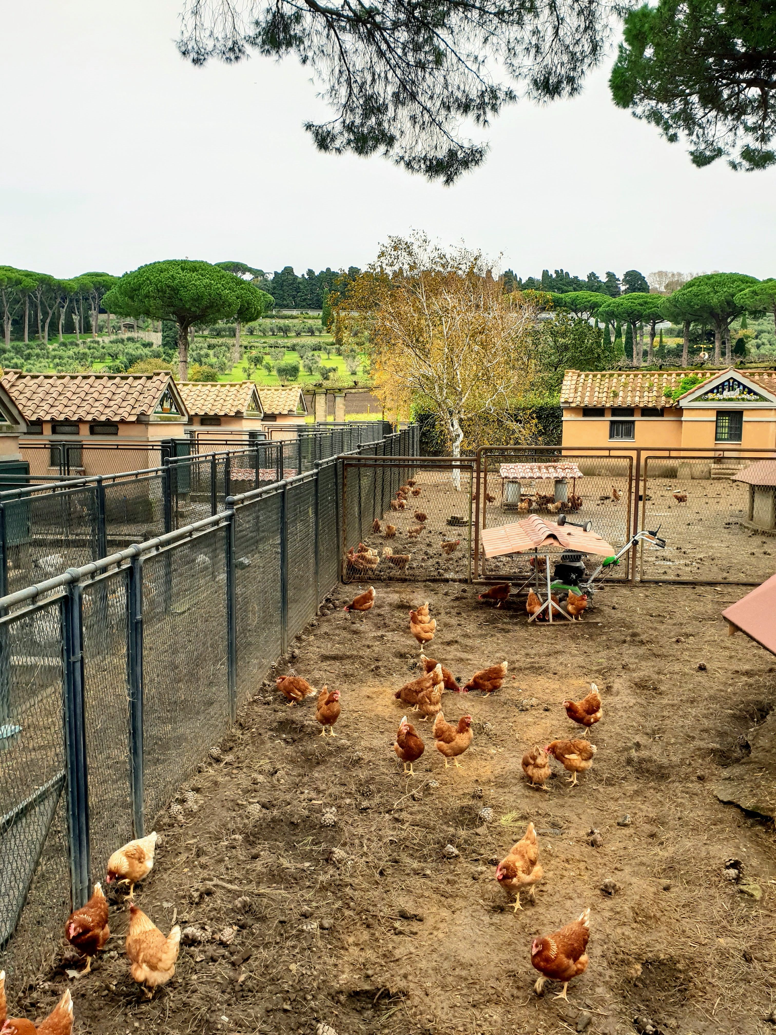 Full Day Visit, Cooking Class and Lunch at the Pope's Summer Residence