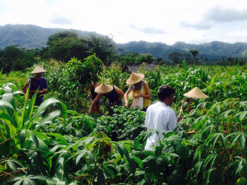 Rice Paddy Vegetarian Organic Farm Tour Book and Enjoy 