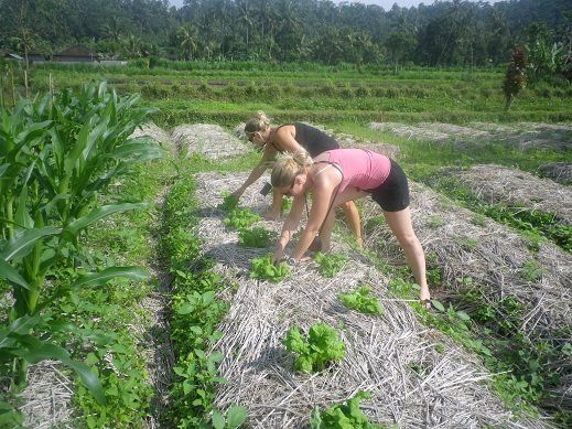 Vegetarian Cooking Class with Rice Paddy & Organic Farm Tour