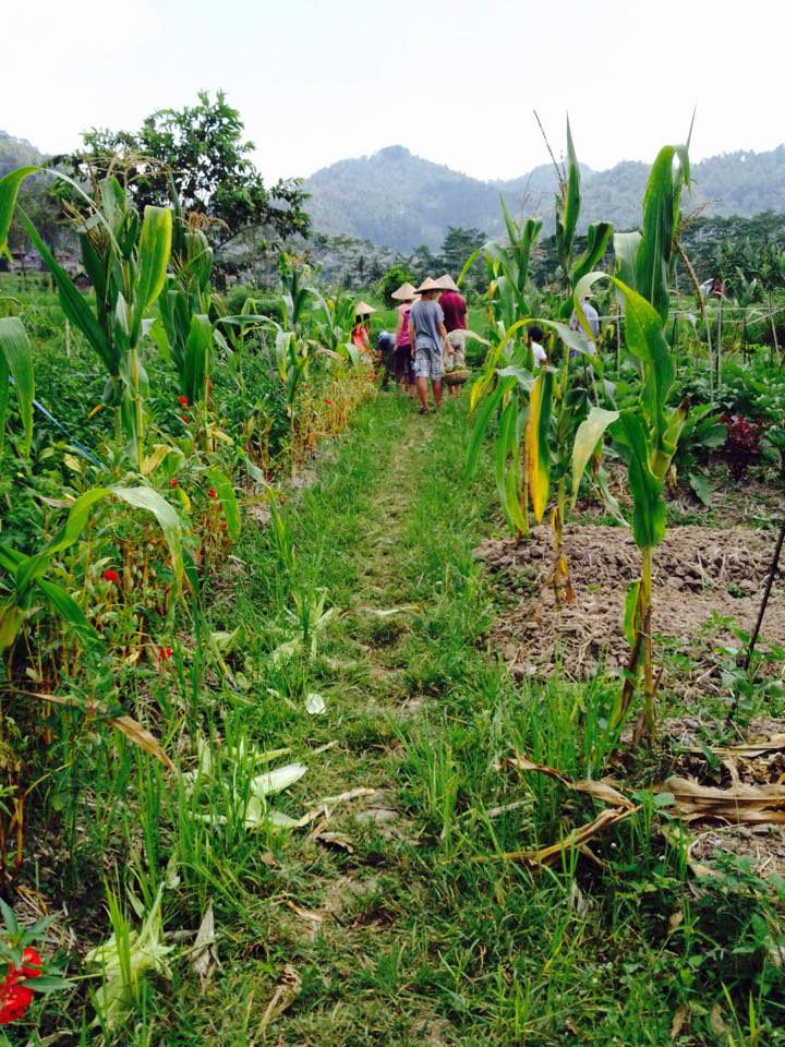 Vegetarian Cooking Class with Rice Paddy & Organic Farm Tour