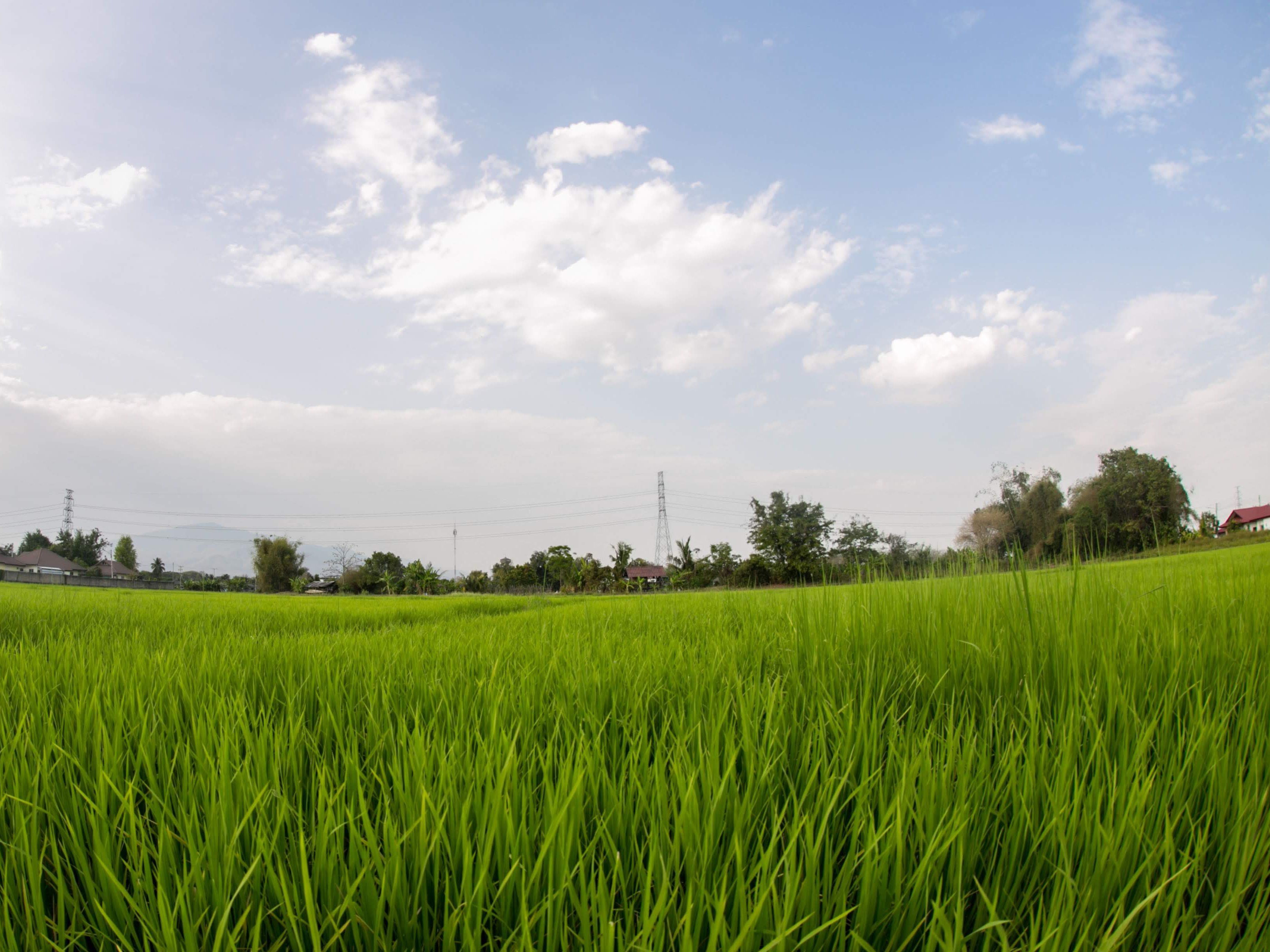Half Day Thai Authentic Cooking Class With Market Tour