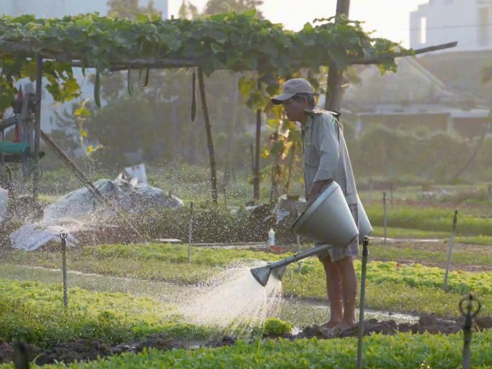 Hoi An Vespa Culinary Journey – Market Tour, Village Visit & Cooking Class