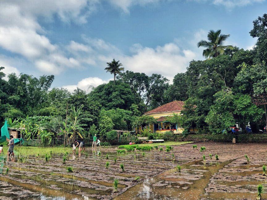Homestyle Cooking at an Organic Rice Farm in Goa